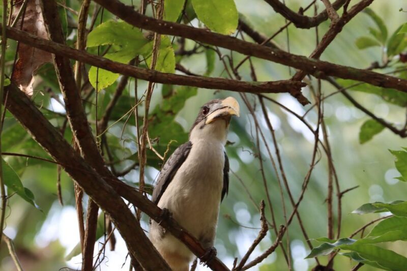 Sri Lanka Bentota: Private Mangrove Lagoon and River Cruise - Who Will Love This Experience