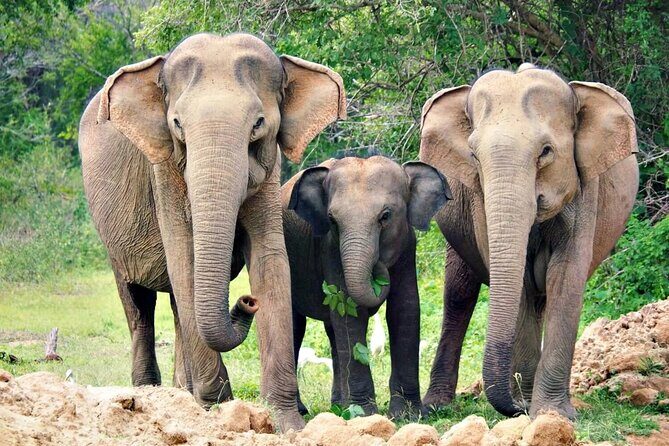 Sri Lanka Customize Multiple day tour packege - The Practicalities: Transport, Cost, and Customization