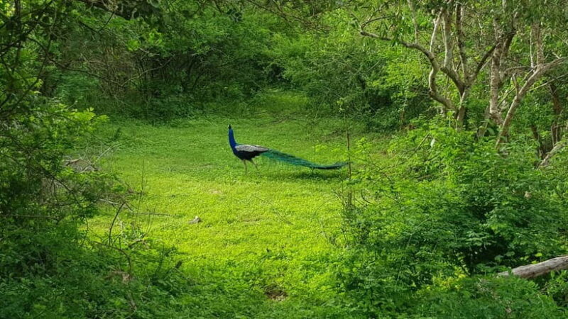 Sri Lanka Nature, culture, history and wildlife in 4 days - Day 1: From Colombo to Kandy – Starting with Culture and Nature