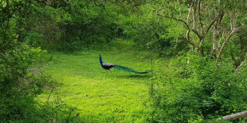 Sri Lanka Nature, culture, history and wildlife in 4 days - Day 4: Adventure and Nature Close to Colombo