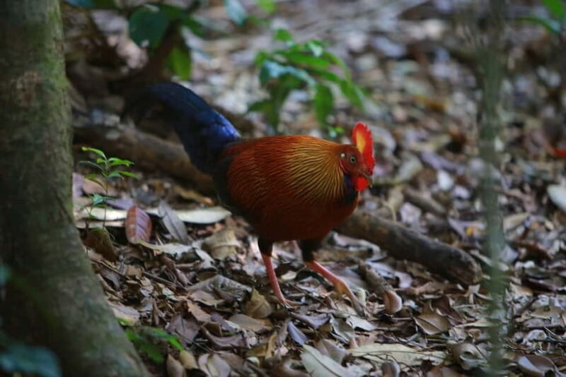 Sri Lanka Nature, culture, history and wildlife in 4 days - Who Will Love This Tour