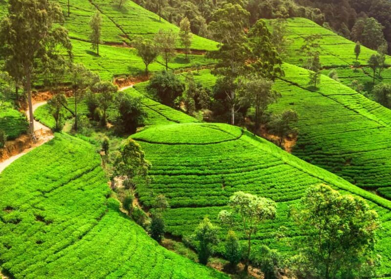 Sri Lanka Private 2-day Tour:Train Trip, Kandy, Nuwara Eliya - FAQ