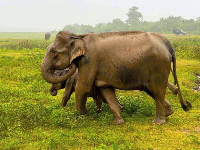 Sri Lanka Private 8-day Tour; Transport, Guide, Hotels, Food - Transportation and Accommodation