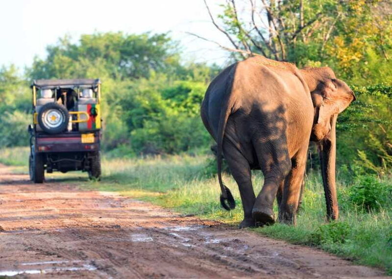 Sri Lanka Private 8-day Tour; Transport, Guide, Hotels, Food - FAQs