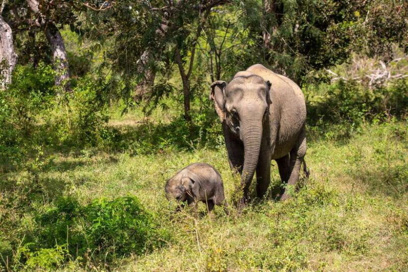 Sri Lanka Private Tour- Beach, Sinharaja, Yala, Udawalawe - How the Tour Unfolds: A Day-by-Day Breakdown