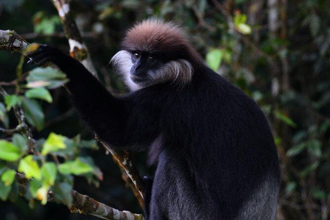 Sri Lanka Sinharaja Rain Forest Tour with Transport - Introduction: A Nature Escape with All the Comforts