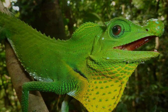 Sri Lanka Sinharaja Rain Forest Tour with Transport - The Value of the Tour