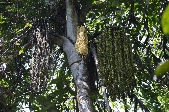 Sri Lanka Sinharaja Rain Forest Tour with Transport - FAQ