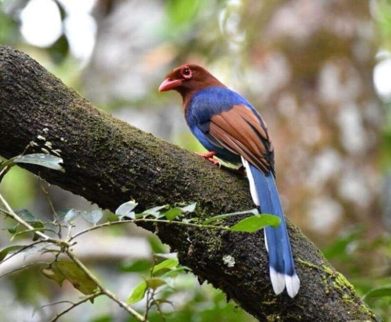 Sri Lanka : Sinharaja Rainforest Guided Trek with Pickup - What the Tour Offers