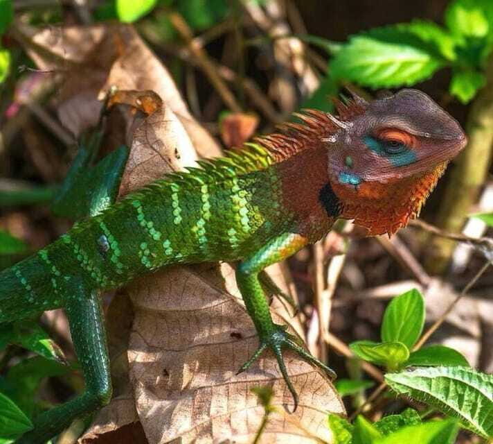 Sri Lanka : Sinharaja Rainforest Guided Trek with Pickup - Authentic Experiences and Traveler Feedback