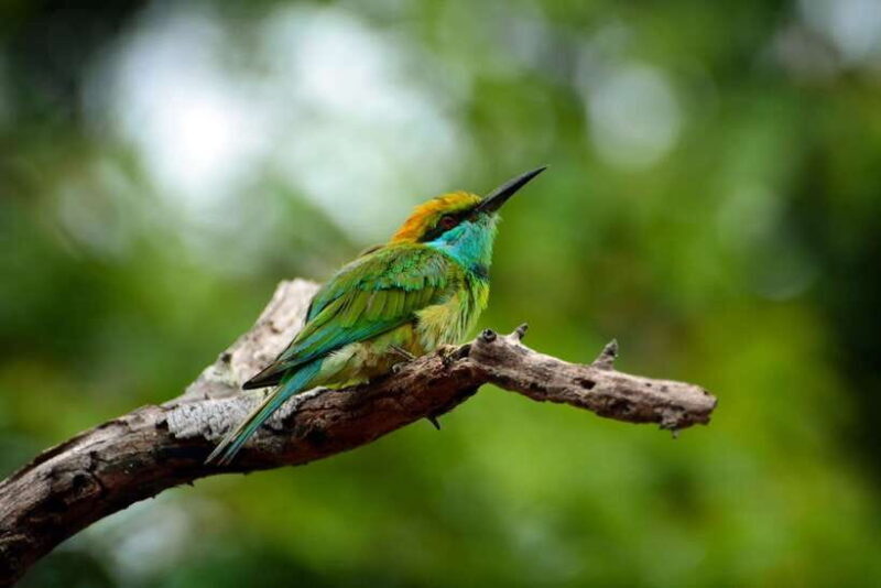 Sri Lanka: Sinharaja rainforest tour from Colombo, Bentota - Key Points