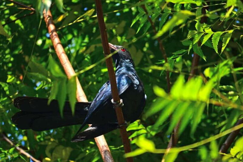 Sri Lanka: Sinharaja rainforest tour from Colombo, Bentota - Who Will Love This Tour?