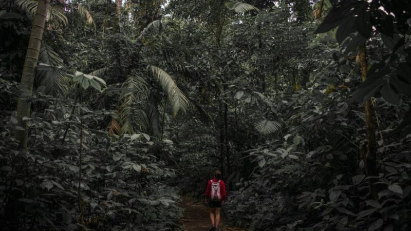 Sri Lanka: Sinharaja rainforest tour from Colombo, Bentota - The Sum Up