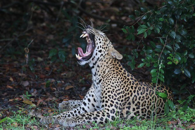 Sri Lanka tours 12-Day wildlife Tour with driver,Car or Van and accommodations - Journey Through Sri Lanka: A 12-Day Adventure