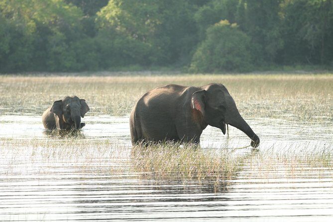 Sri Lanka tours 12-Day wildlife Tour with driver,Car or Van and accommodations - Who Should Consider This Tour?