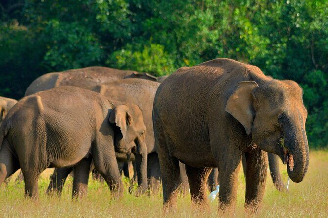 Sri Lanka Unveiled: 12 Nights Complete Experience Package - Exploring the Itinerary: A Deep Dive into the Highlights