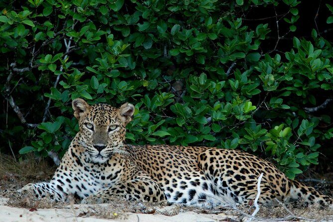 Sri Lanka Unveiled: 12 Nights Complete Experience Package - Final Words