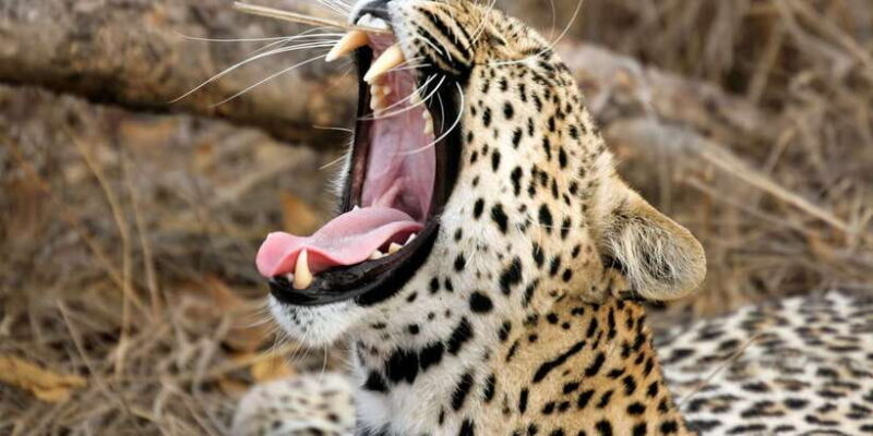 Sri Lanka: Wilpattu National Park Safari Tour in a 4WD Jeep - An In-Depth Look at the Wilpattu Safari Experience