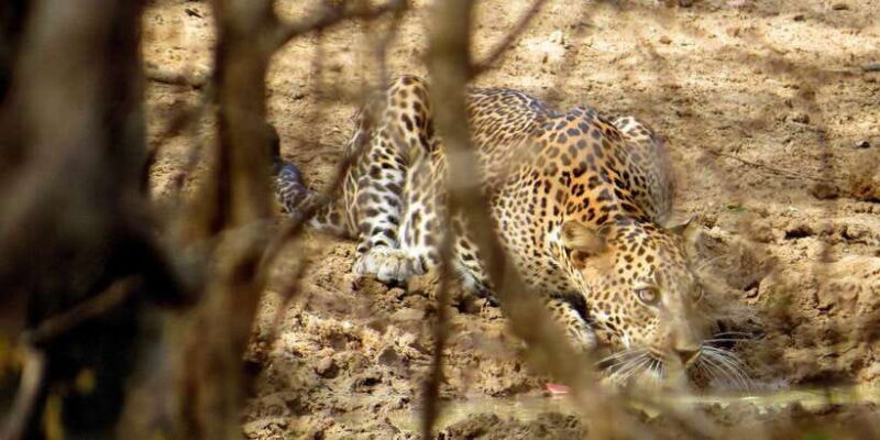 Sri Lanka: Yala National Park Private Safari - Exploring the Yala National Park Private Safari: A Balanced Look