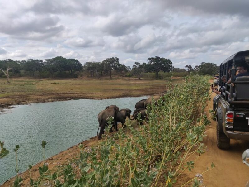 Sri Lanka: Yala National Park Private Safari - Who Is This Tour Best For?