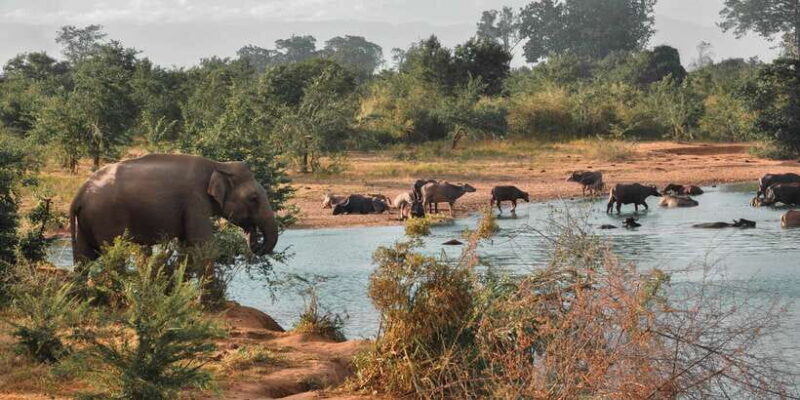 Sri Lanka: Yala National Park Private Safari - FAQs about the Yala National Park Private Safari