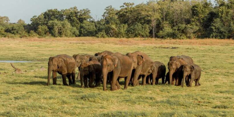 Sri Lanka: Yala National Park Private Safari - Final Thoughts: Who Should Consider This Safari?