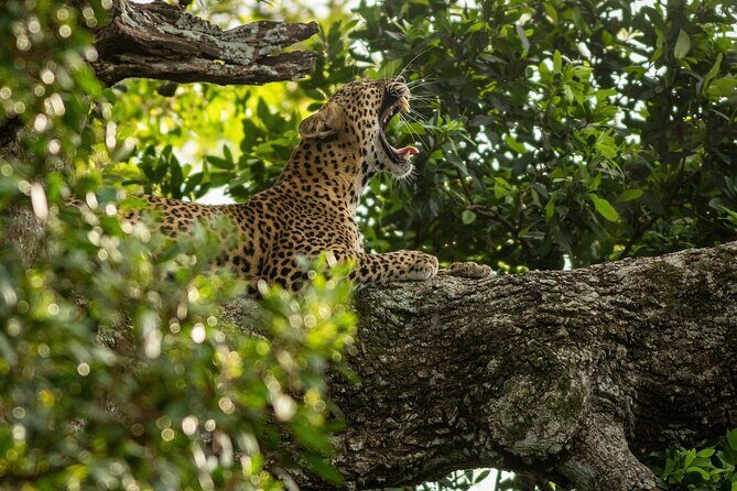 Sri Lanka Yala Wildlife Safari Tours - An In-Depth Look at the Yala Safari Experience
