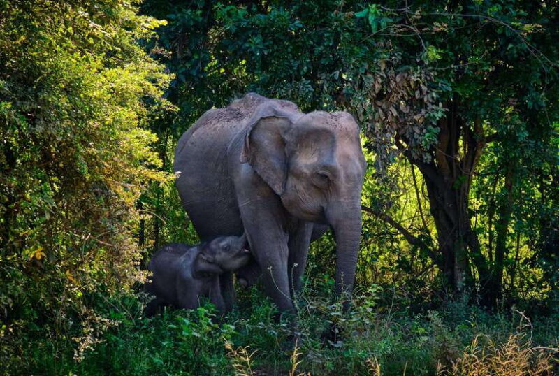 Sri Lanka:2-day wildlife tour+Yala, Rekewa, Mirissa, Bentota - An Honest, Practical Review