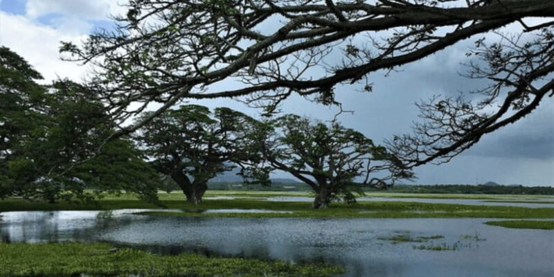 SriLankan Village Delight: Fish,Cook,Savor Lunch Experience - The Sum Up