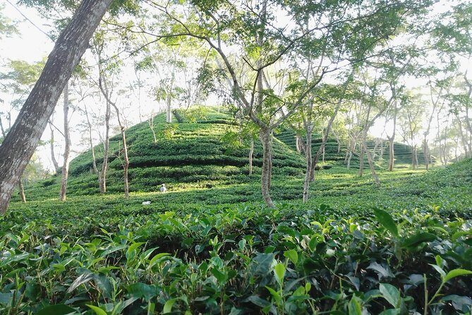 Srimangal nature tour in forest and tea garden - Key Points