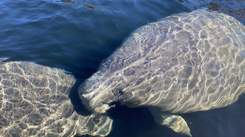 St. Augustine: Dolphin and Manatee Paddle or Kayak Tour - Detailed Itinerary Breakdown