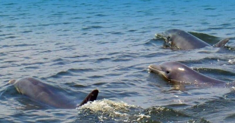 St. Augustine: Dolphin and Wildlife Historical Boat Tour - Starting Point and Logistics