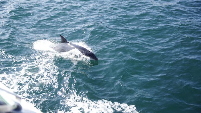 St. Augustine: Dolphin Watching Harbor Tour with Drinks - In The Sum Up