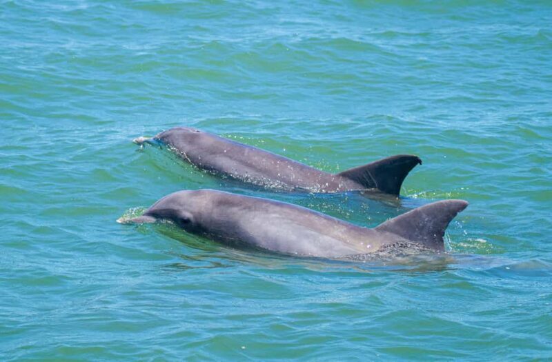 St. Augustine: Expert-Led Dolphin & Wildlife Eco Adventure - Wildlife Spotting and Naturalist Insights