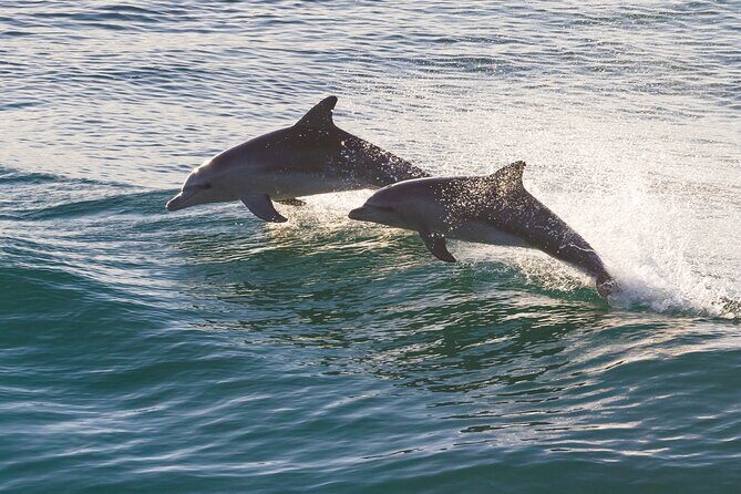 St. Augustine Wildlife Adventure: Boat Cruise & Kayak Eco Tour - Key Points