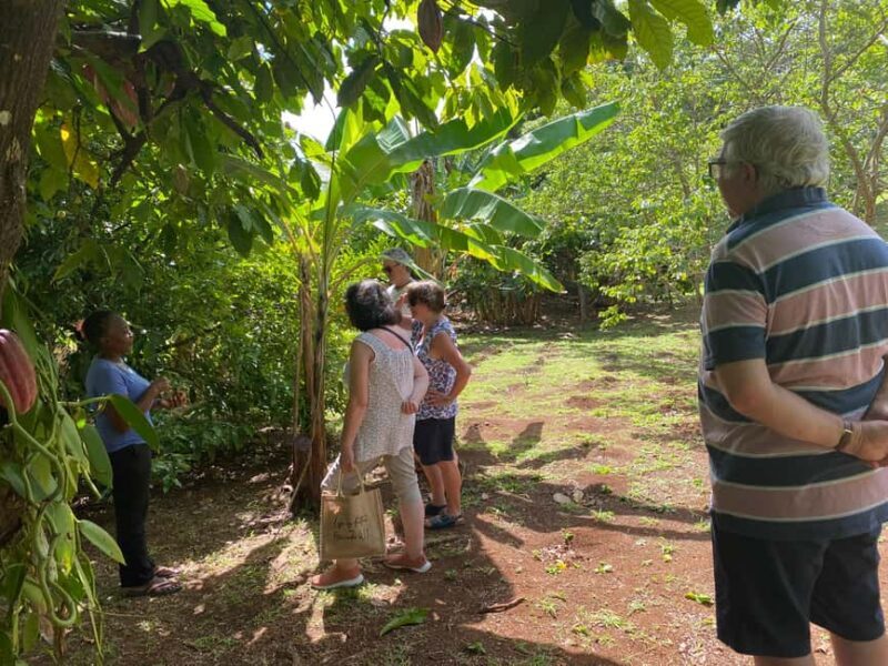 St. George's: Half-day spice and waterfall tour - An Introduction to Grenada’s Spices and Waterfalls