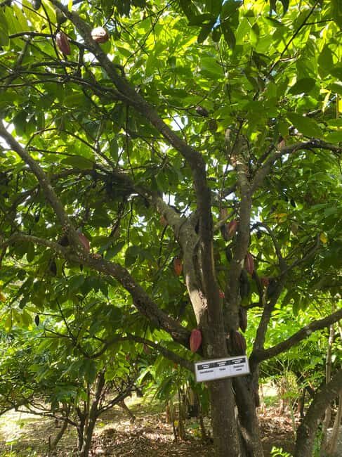 St. George's: Half-day spice and waterfall tour - The Sum Up