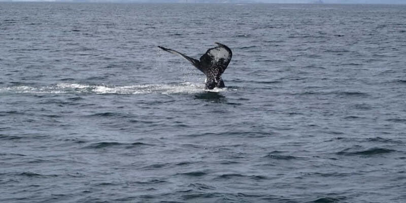 St Johns Premium Tour with Iceberg Quest Boat Cruise - Frequently Asked Questions