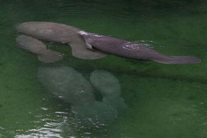 St. Johns River Cruise - Blue Spring State Park - Practical Details and Value