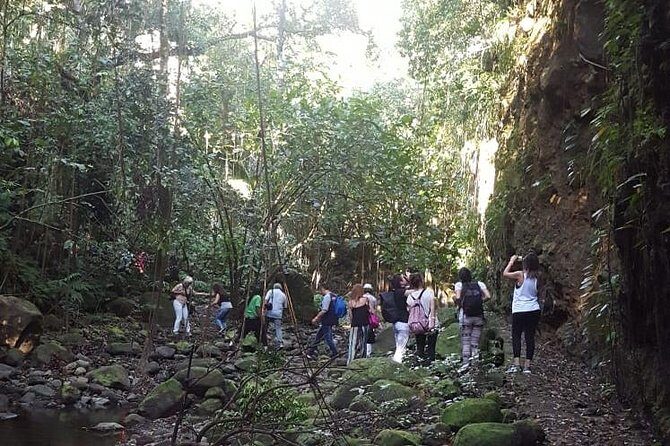 St Kitts Half-Day Rainforest Tour - The Itinerary—From Coastal Villages to Canopy