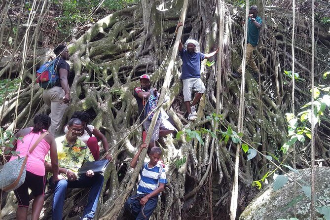 St Kitts Half-Day Rainforest Tour - Transport and Convenience