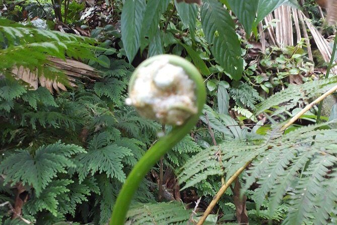 St Kitts Half-Day Rainforest Tour - Practical Tips