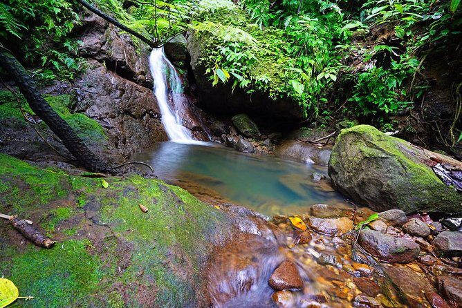 St. Kitts Half-Day Rainforest Tour - Key Points