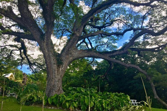 St. Kitts Half-Day Rainforest Tour - Authentic Experiences from the Reviews