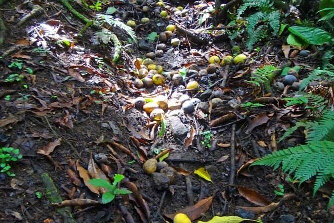St Kitts Rainforest Tour - An Easy Start with Convenient Pickup