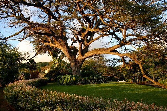 St Kitts Rainforest Tour - Flora and Medicinal Plants