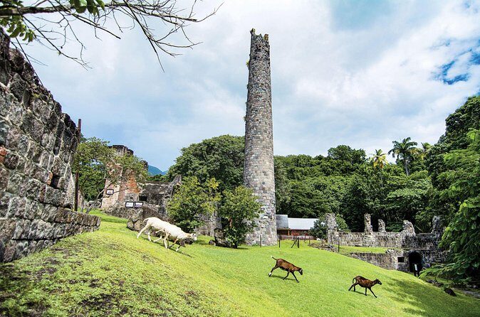 St Kitts Rainforest Tour - Price and Value: Is It Worth It?