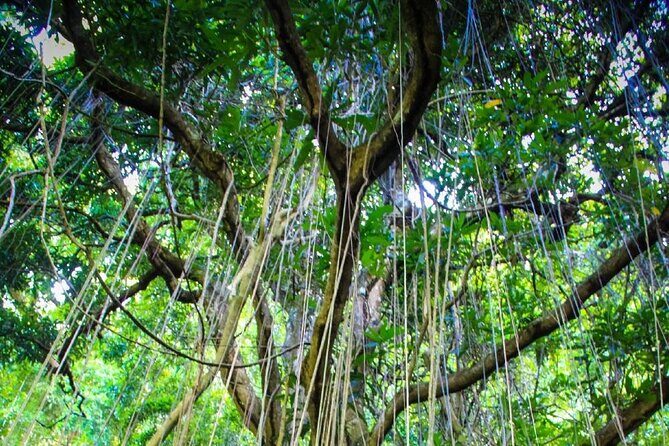 St. Kitts Rainforest Tour - Starting Point and Logistics