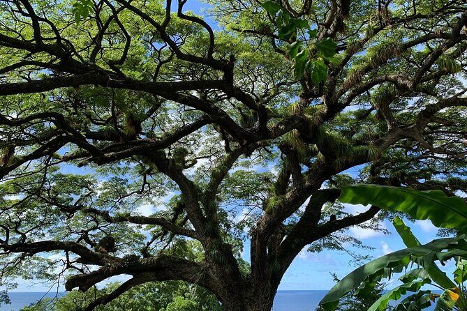 St. Kitts Rainforest Tour - Final Thoughts