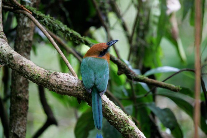 St. Lucia Aerial Tram Tour at Rainforest Adventures - Frequently Asked Questions